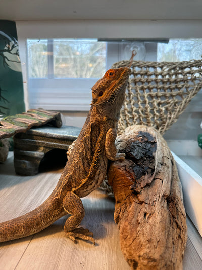 Rex
